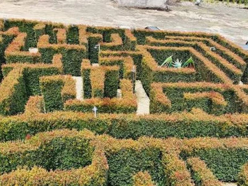Laberinto del Dragón